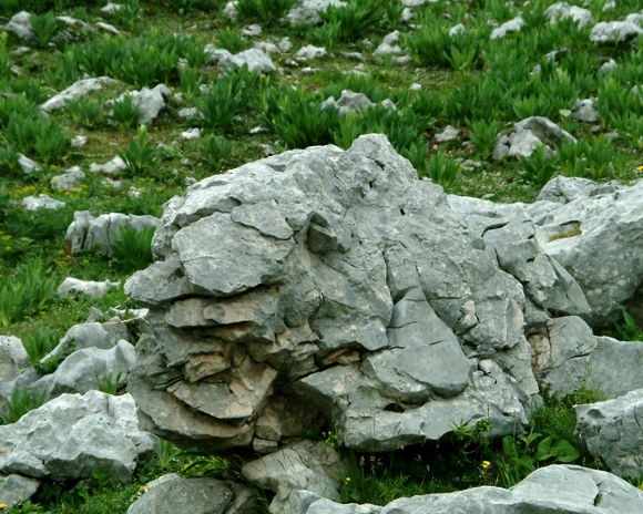 Sculture naturali